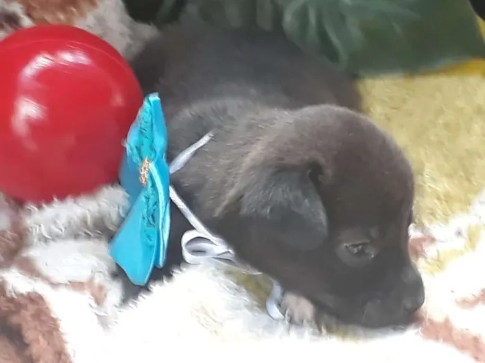 Cachorro ra a srd idade Abaixo de 2 meses nome Filhote 9