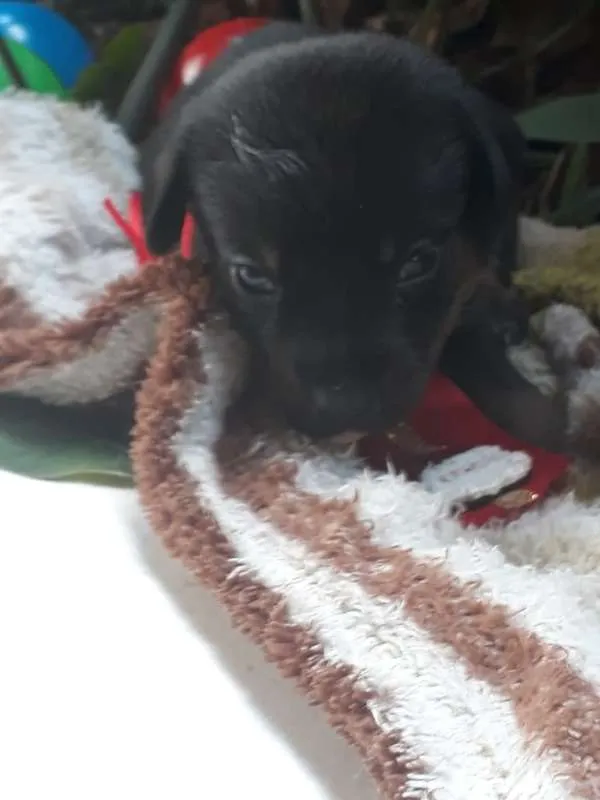 Cachorro ra a srd idade Abaixo de 2 meses nome Filhote 9