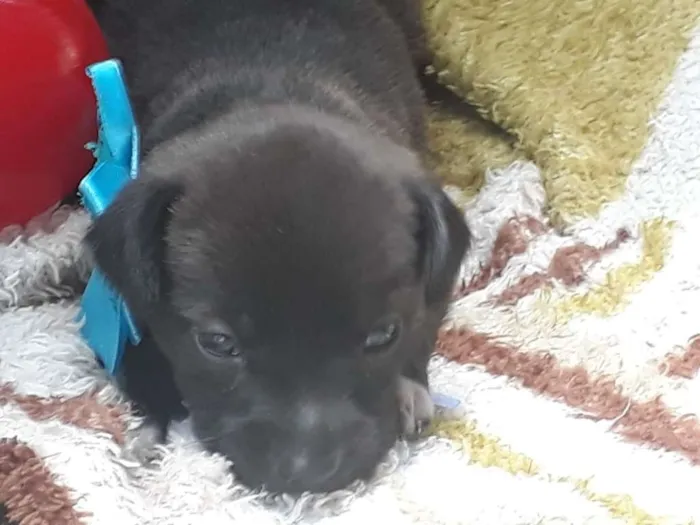Cachorro ra a srd idade Abaixo de 2 meses nome Filhote 9