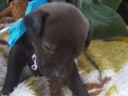 Cachorro ra a srd idade Abaixo de 2 meses nome Filhote 9