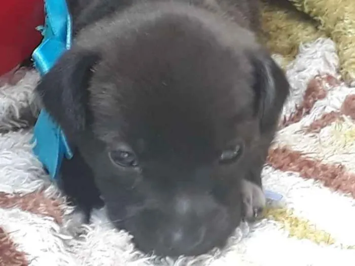 Cachorro ra a srd idade Abaixo de 2 meses nome Filhote 9