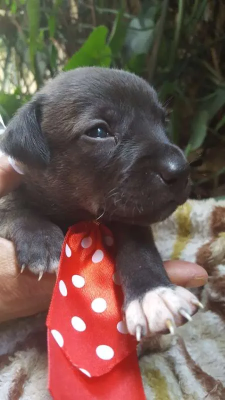Cachorro ra a srd idade Abaixo de 2 meses nome filhote 7