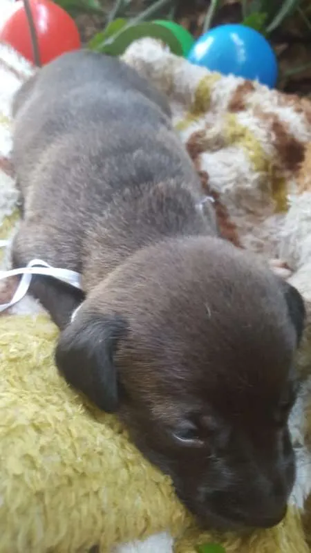Cachorro ra a srd idade Abaixo de 2 meses nome filhote 7