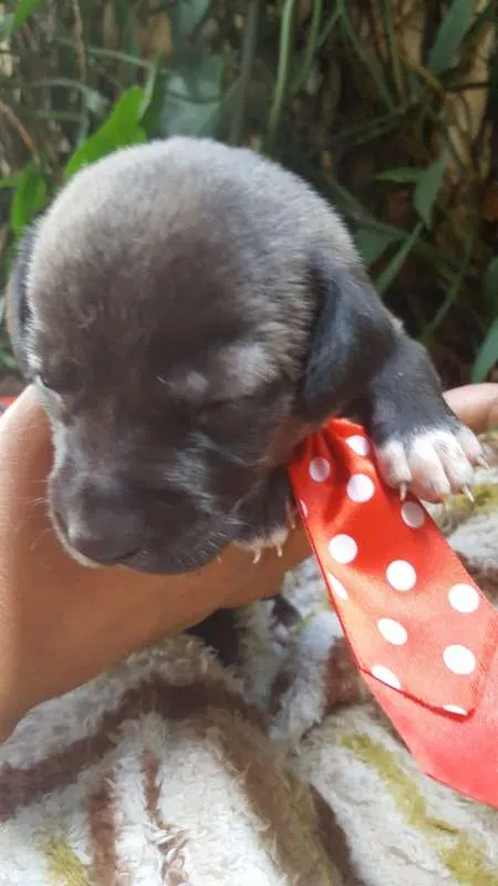 Cachorro ra a srd idade Abaixo de 2 meses nome filhote 7