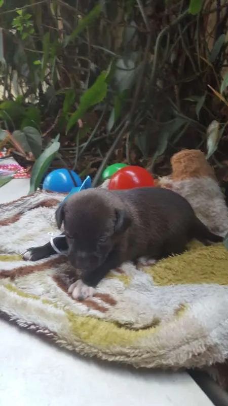 Cachorro ra a srd idade Abaixo de 2 meses nome filhote 7