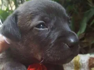 Cachorro raça srd idade Abaixo de 2 meses nome filhote 7
