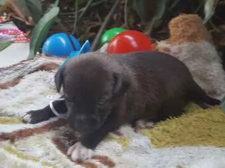 Cachorro ra a srd idade Abaixo de 2 meses nome filhote 7