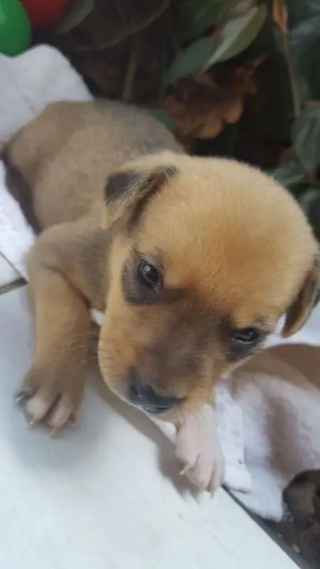 Cachorro ra a srd idade Abaixo de 2 meses nome filhote 5