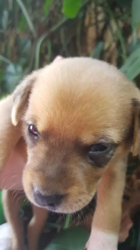 Cachorro ra a srd idade Abaixo de 2 meses nome filhote 5
