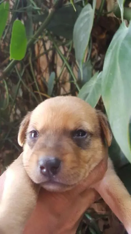 Cachorro ra a srd idade Abaixo de 2 meses nome filhote 5