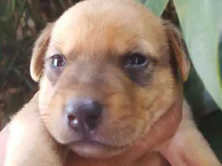 Cachorro ra a srd idade Abaixo de 2 meses nome filhote 5