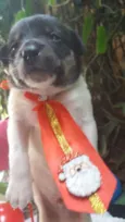 bolota