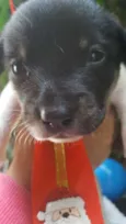 bolota