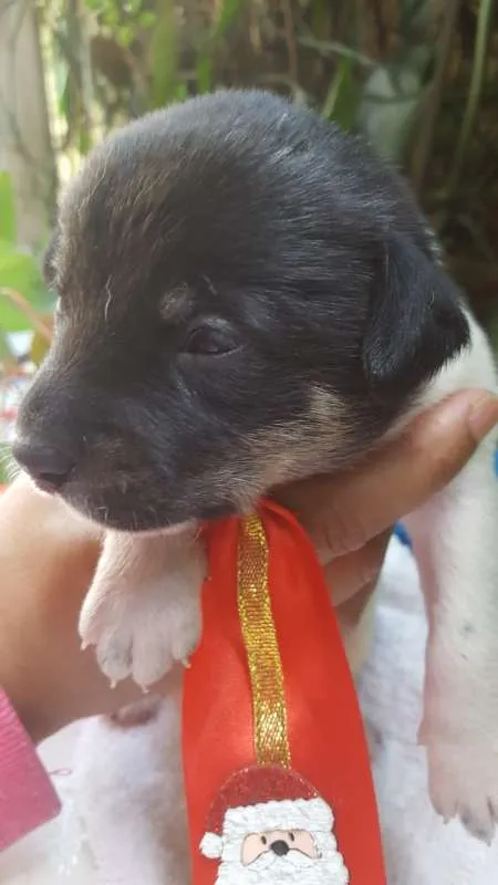 Cachorro ra a srd idade Abaixo de 2 meses nome bolota