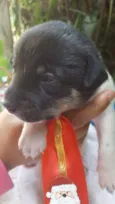 bolota