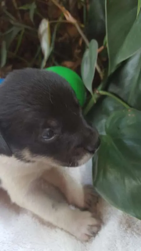 Cachorro ra a srd idade Abaixo de 2 meses nome bolota