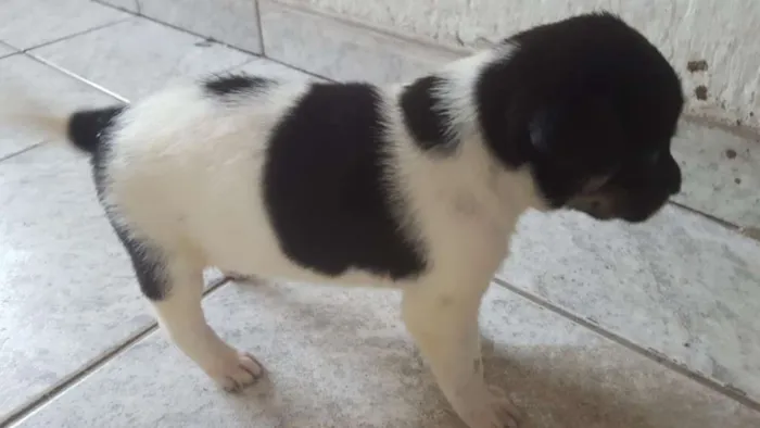Cachorro ra a srd idade Abaixo de 2 meses nome bolota