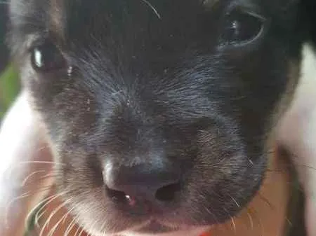 Cachorro ra a srd idade Abaixo de 2 meses nome bolota