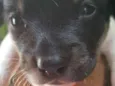 bolota