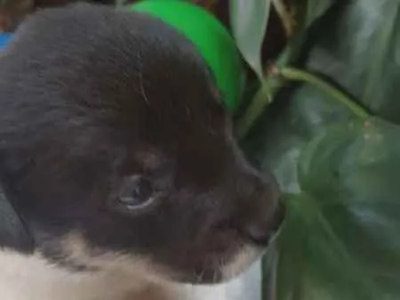 Cachorro ra a srd idade Abaixo de 2 meses nome bolota