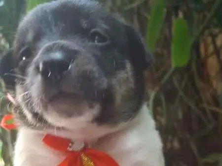 Cachorro ra a srd idade Abaixo de 2 meses nome bolota