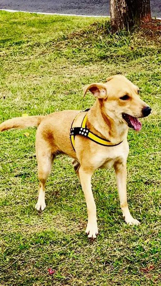 Cachorro ra a Vira lata  idade 2 anos nome Sofia 