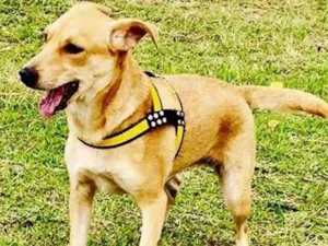 Cachorro raça Vira lata  idade 2 anos nome Sofia 