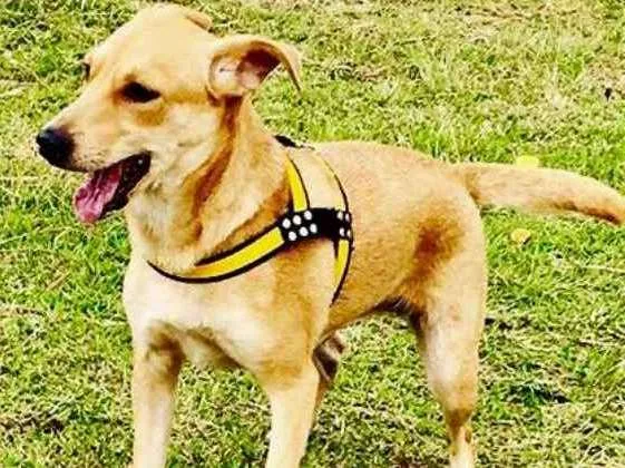 Cachorro ra a Vira lata  idade 2 anos nome Sofia 