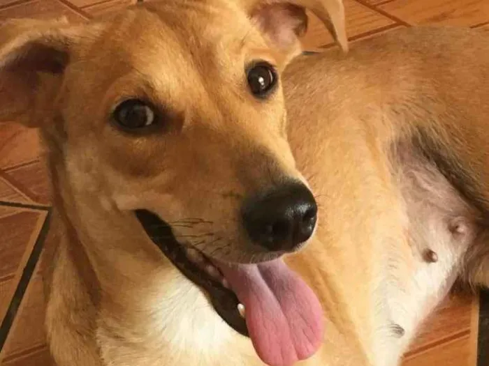 Cachorro ra a Vira lata  idade 2 anos nome Sofia 