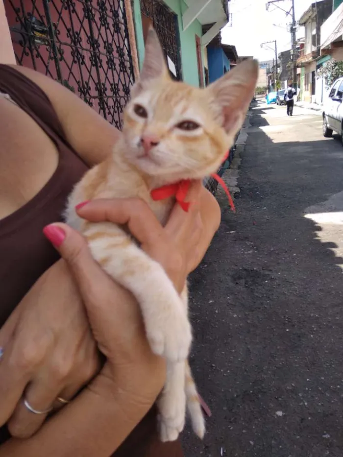 Gato raça Sem raça definida idade 2 a 6 meses nome Sem nome