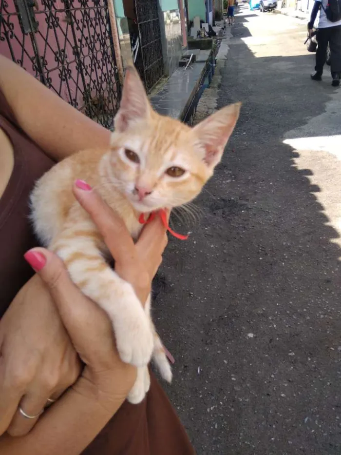 Gato raça Sem raça definida idade 2 a 6 meses nome Sem nome