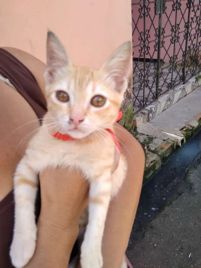 Gato raça Sem raça definida idade 2 a 6 meses nome Sem nome