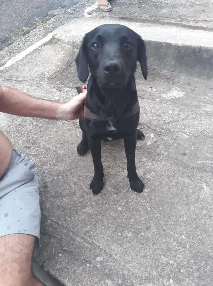 Cachorro ra a Labrador mestiço  idade 2 anos nome Não sei 