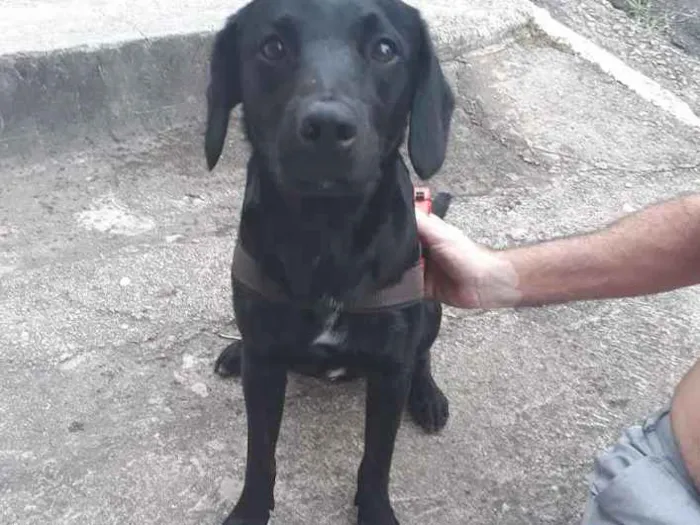 Cachorro ra a Labrador mestiço  idade 2 anos nome Não sei 