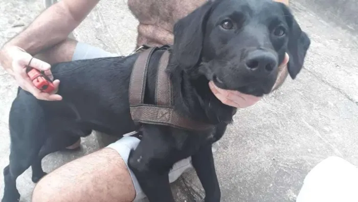 Cachorro ra a Labrador mestiço  idade 2 anos nome Não sei 