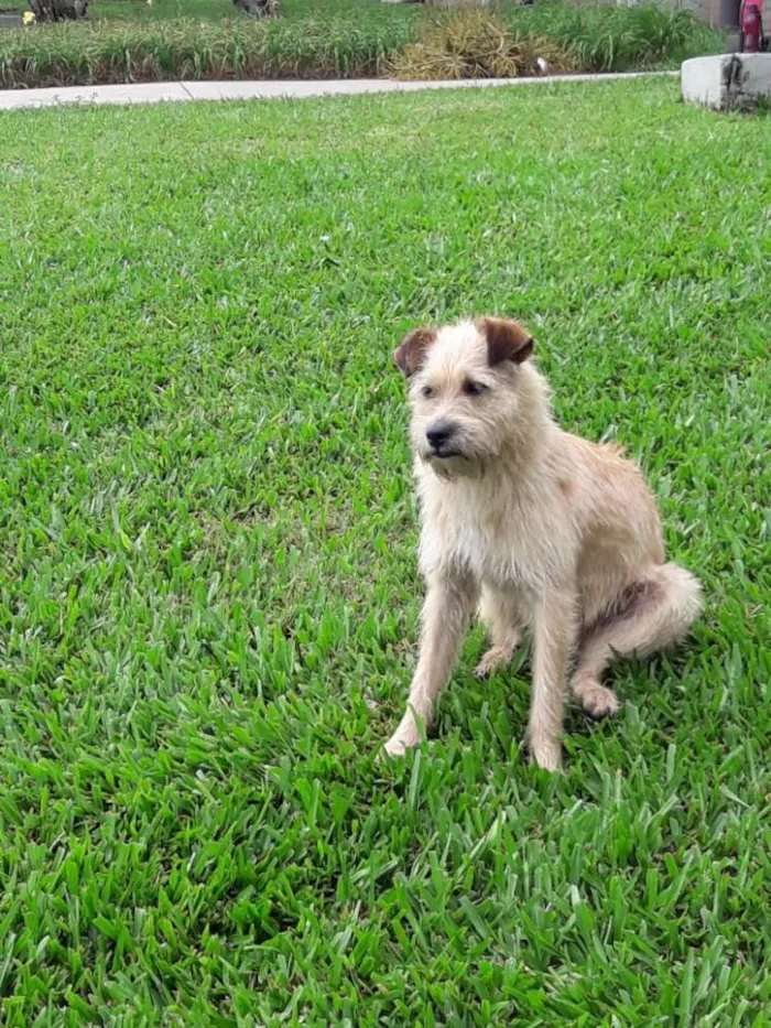 Cachorro ra a Vira lata idade 2 anos nome Maike