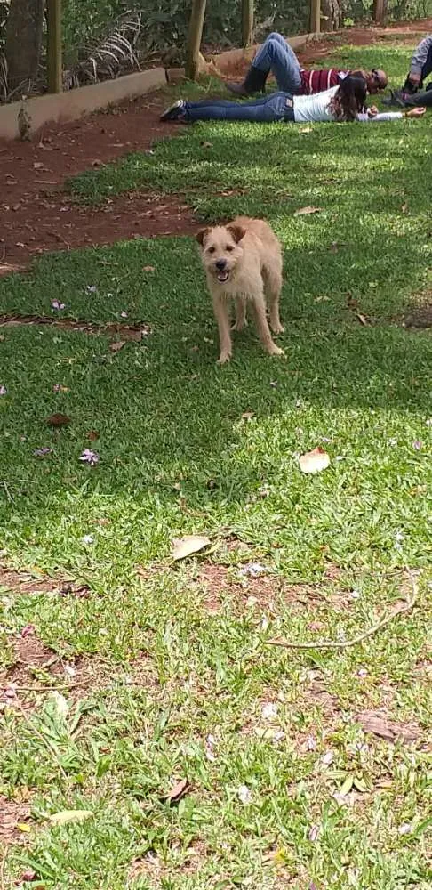 Cachorro ra a Vira lata idade 2 anos nome Maike