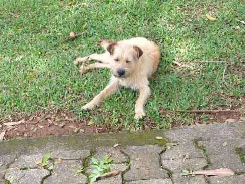 Cachorro ra a Vira lata idade 2 anos nome Maike