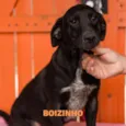 BOIZINHO-PORTE P