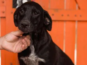 Cachorro raça Srd idade 1 ano nome BOIZINHO-PORTE P