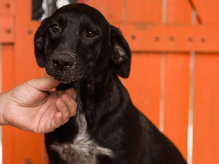 Cachorro ra a Srd idade 1 ano nome BOIZINHO-PORTE P