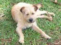 Cachorro raça Vira lata idade 2 anos nome Maike