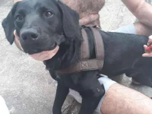 Cachorro raça Labrador mestiço  idade 2 anos nome Não sei 