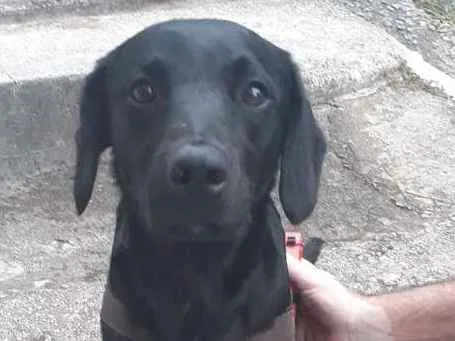 Cachorro ra a Labrador mestiço  idade 2 anos nome Não sei 