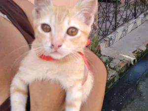 Gato raça Sem raça definida idade 2 a 6 meses nome Sem nome