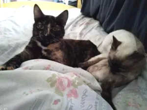 Gato raça Vira-lata idade 7 a 11 meses nome Raji