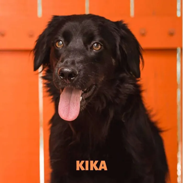 Cachorro ra a Srd idade 7 a 11 meses nome KIKA