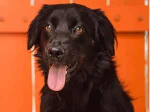 Cachorro raça Srd idade 7 a 11 meses nome KIKA