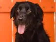 KIKA