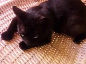 Gato raça Anão. idade 3 anos nome Bolinha .